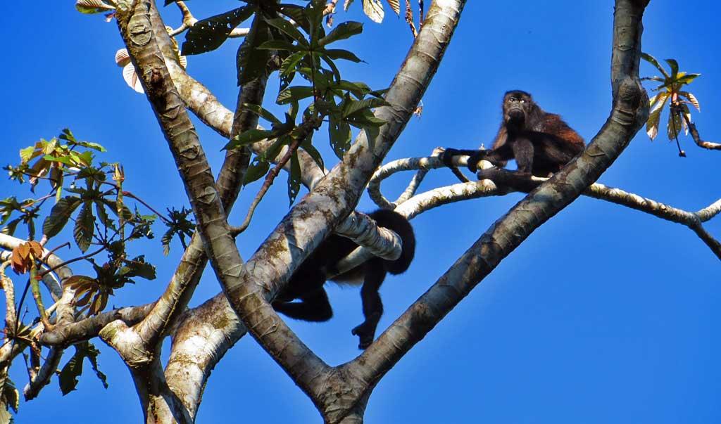 Howler Monkeys, Puerto Limon 7289