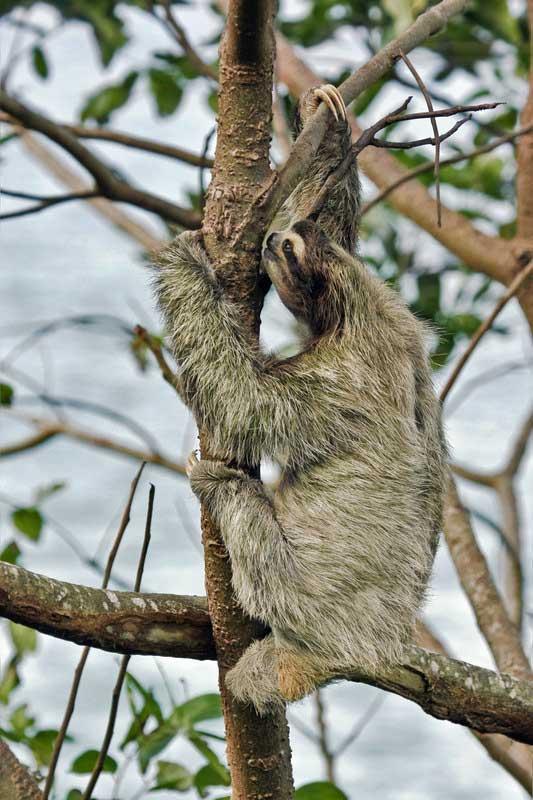 Three-toed sloth Costa Rica 1384318