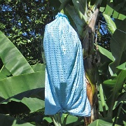 Banana plantation, Puerto Limon 7271.JPG