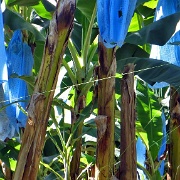 Banana plantation, Puerto Limon 7272.JPG