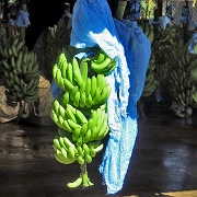 Banana plantation, Puerto Limon 7274.JPG