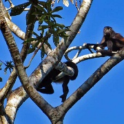 Howler Monkeys, Puerto Limon 7289.JPG