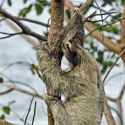 Three-toed sloth Costa Rica 1384318.jpg