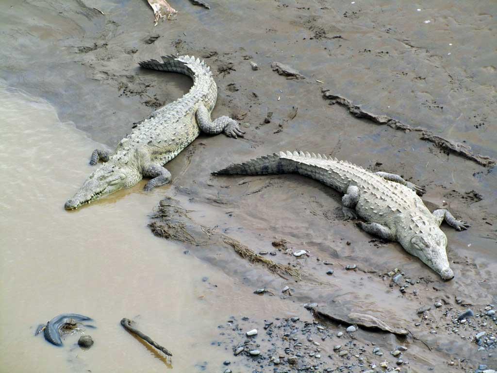 Crocodile pit stop en route to Manual Antonio 136