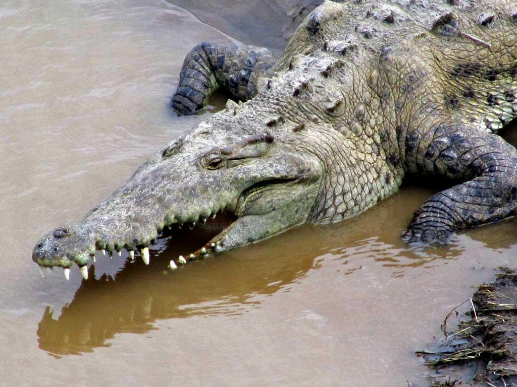 Crocodile pit stop en route to Manual Antonio 137