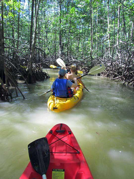 Mangrove kayaking, Manual Antonio 140