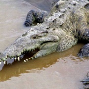 Crocodile pit stop en route to Manual Antonio 137.jpg