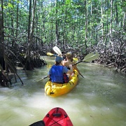 Mangrove kayaking, Manual Antonio 140.jpg