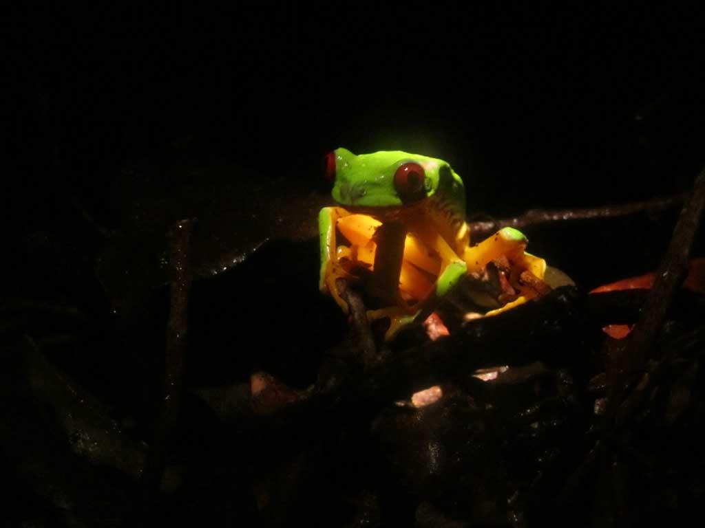 Red Eyed Tree Frog at the Ranario, Monteverde 123