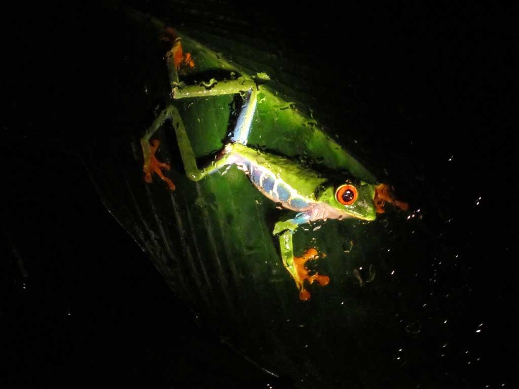 Red Eyed Tree Frog at the Ranario, Monteverde 123a