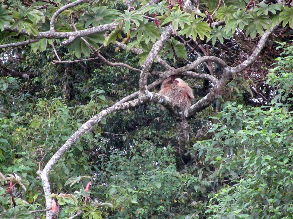 Sloth, Monteverde 118