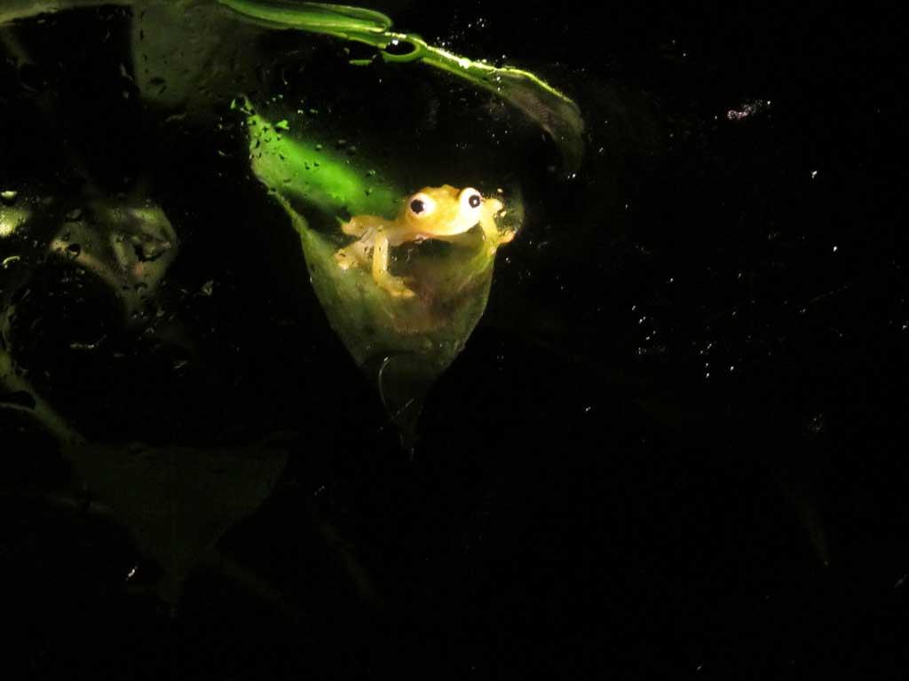 Translucent frog at the Ranario, Monteverde 122