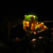 Red Eyed Tree Frog at the Ranario, Monteverde 123.jpg