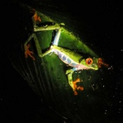 Red Eyed Tree Frog at the Ranario, Monteverde 123a.jpg