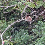 Sloth, Monteverde 118.jpg