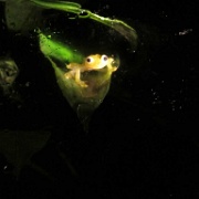 Translucent frog at the Ranario, Monteverde 122.jpg