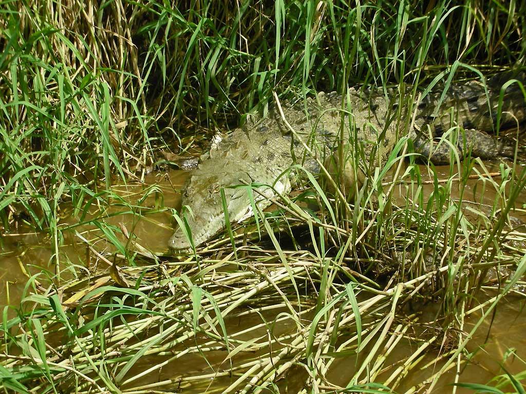 Crocodile nesting in the grass, Puntarenas 04