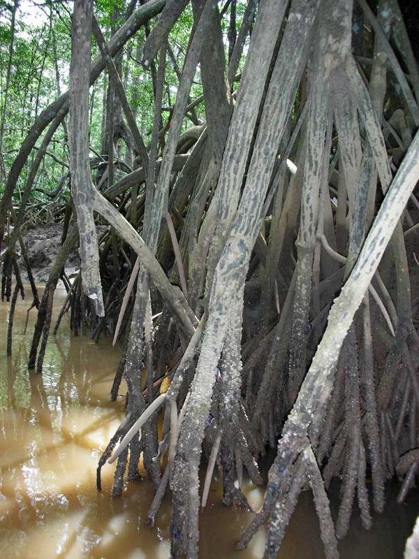 Mangrove Swamps, Puntarenas 03