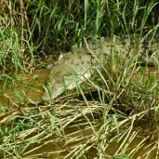 Crocodile nesting in the grass, Puntarenas 04.JPG