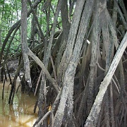 Mangrove Swamps, Puntarenas 03.JPG