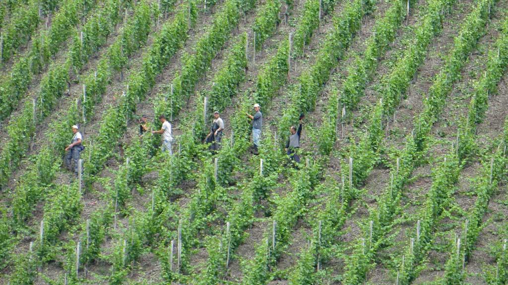 Rhine Gorge vineyards