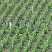 Rhine Gorge vineyards.jpg