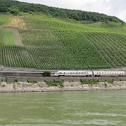 Rhine River vineyards.jpg