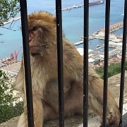 barbary-macaque-gibraltar-01.jpg