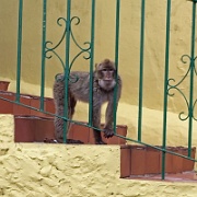 barbary-macaque-gibraltar.jpg