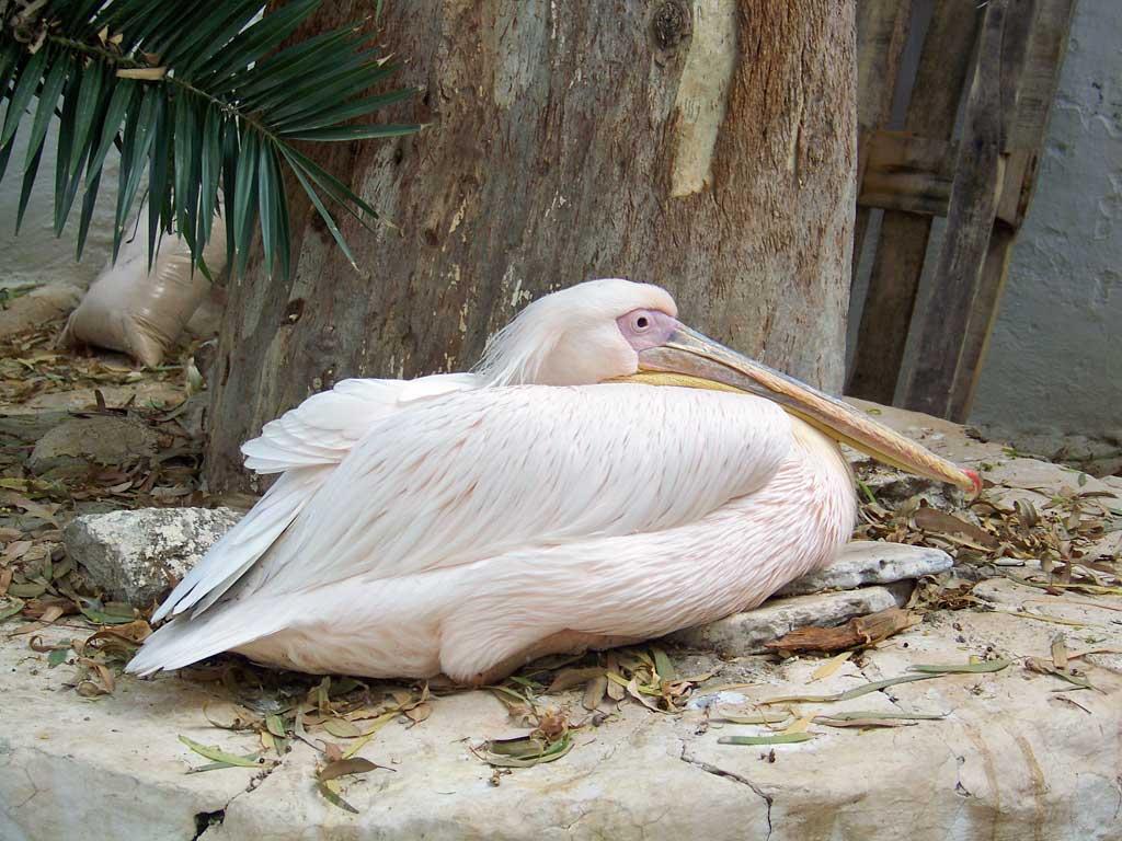 Petros, the pelican mascot of Mykonos 2