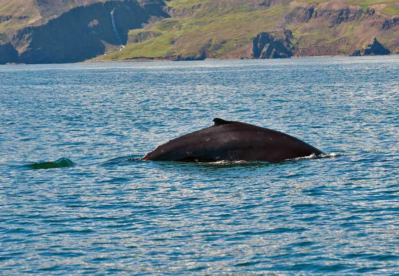 Humpback whale near Husavik, Iceland 10325626