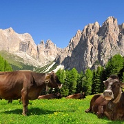 catinaccio-rosengarten-cows-dolomites.jpg