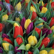 Amsterdam Flower Market 4.jpg