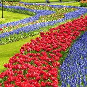 keukenhof-gardens-tulips-03.jpg