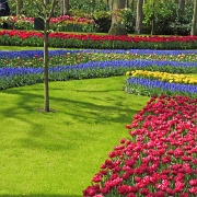 keukenhof-gardens-tulips-04.jpg