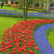 keukenhof-gardens-tulips-06.jpg