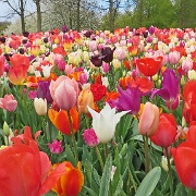 keukenhof-gardens-tulips-12.jpg