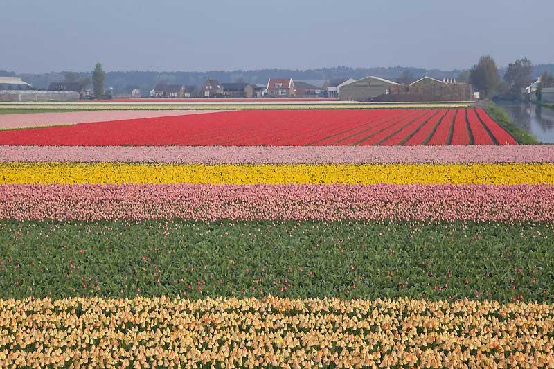 Tulip fields in the Netherlands 6213132