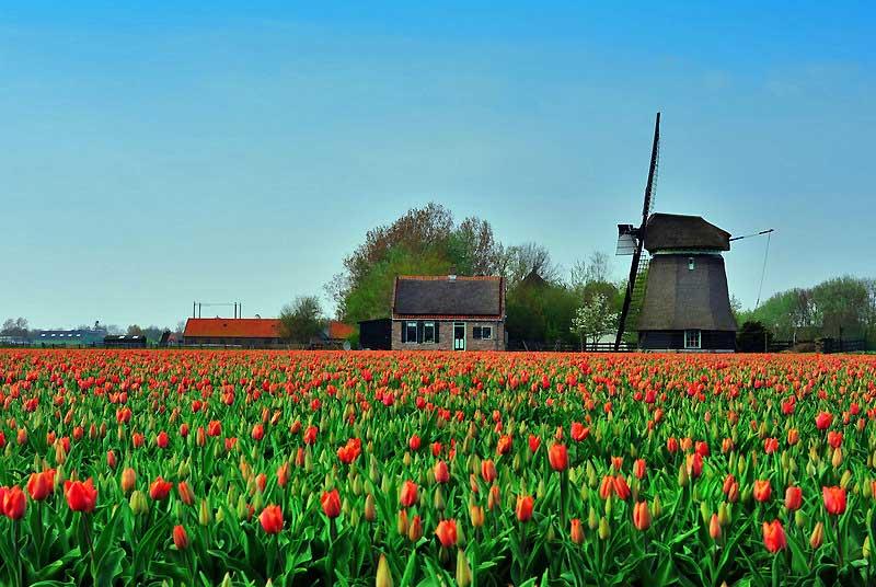 Tulips and windmill, Netherlands 1818828