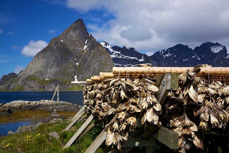 Traditional fish drying, Rorbu, Lofoten Islands 10628452