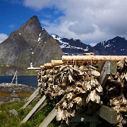 Traditional fish drying, Rorbu, Lofoten Islands 10628452.jpg