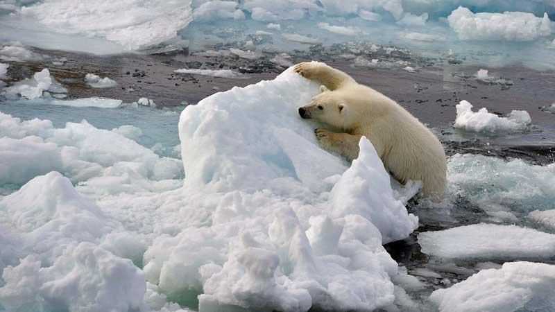 Polar bear cub after jumping, Spizbergen, Svalbard 10474469