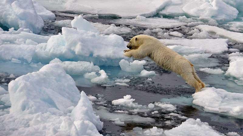 Polar bear cub jumping, Spizbergen, Svalbard 10474477