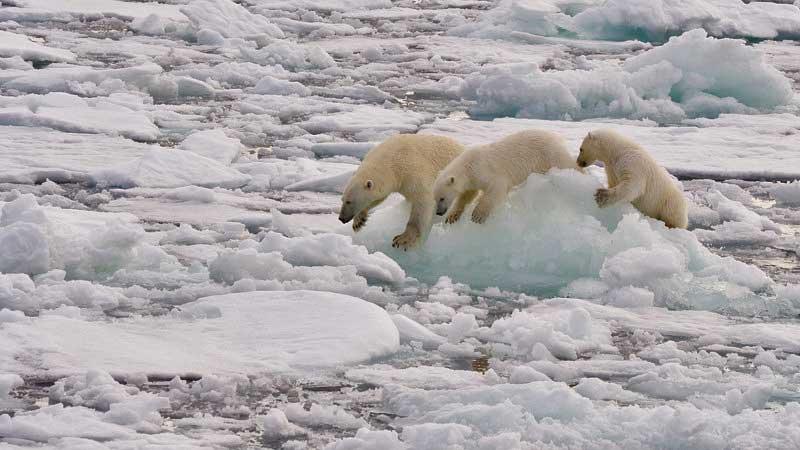 Polar bear with two cubs, Spizbergen, Svalbard 10474482