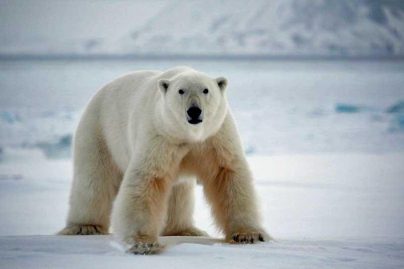 Polar bear, Svalbard 9477092