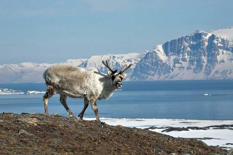 Reindeer, Svalbard 9473235