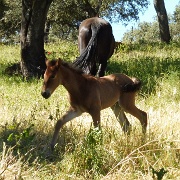 andalucian-day-old-foal-ronda.jpg