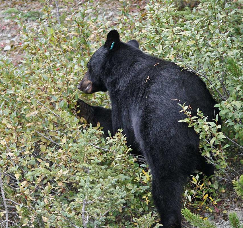 Black bear, Jasper National Park 1