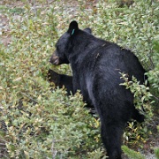 Black bear, Jasper National Park 1.jpg