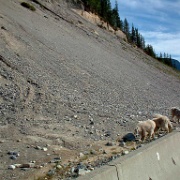 Moutain goats, Kootenay National Park 1.jpg